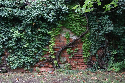 Featured fall colorway : ivy